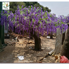 UVG wedding planner artificial flower arrangements purple wisteria blossoms fake tree for beach club decoration
